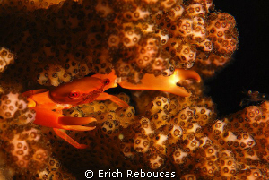 Glowing crab in its glowing coral  :) by Erich Reboucas 